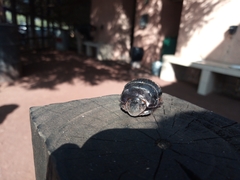 Dichotomius carolinus