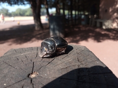 Dichotomius carolinus