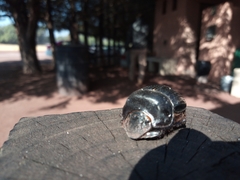 Dichotomius carolinus