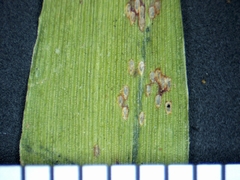 Dichanthelium boreale