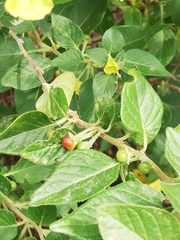 Rauvolfia tetraphylla