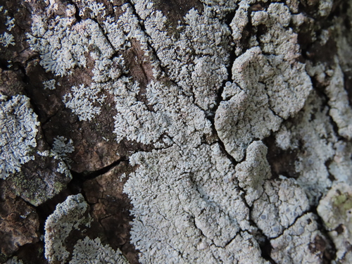 Physcia clementei
