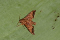 Nyceryx riscus