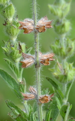 Salvia hirsuta