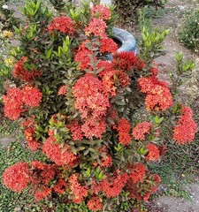 Ixora coccinea