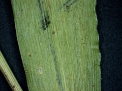 Dichanthelium boreale