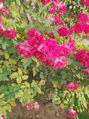Rosa