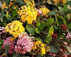 Ixora coccinea