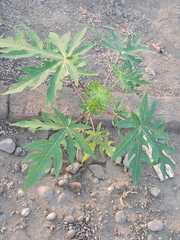 Carica