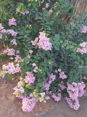 Bougainvillea glabra