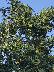 Diospyros nigra