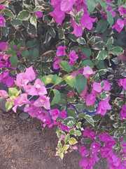 Bougainvillea glabra