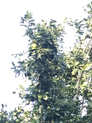 Diospyros nigra