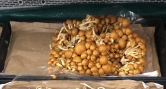 Pholiota nameko