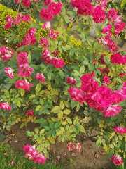 Rosa