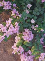 Bougainvillea glabra