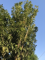Diospyros nigra