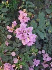 Bougainvillea glabra