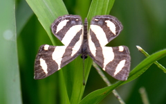 Baeotis zonata