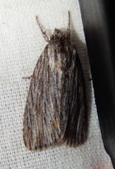 Acronicta lithospila