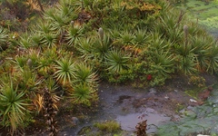 Puya ochroleuca