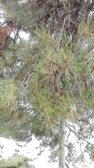 Pinus nigra laricio