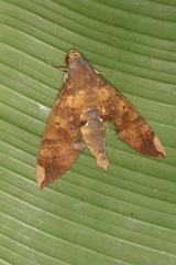 Pachylia ficus image