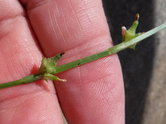 Oxygonum stuhlmannii