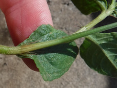 Oxygonum stuhlmannii