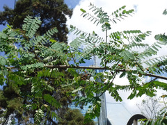 Phyllanthus sepialis