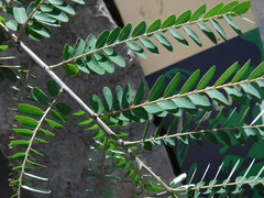 Phyllanthus sepialis