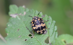 Orsilochides scurrilis