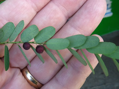 Phyllanthus sepialis