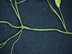 Dichanthelium boreale