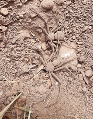 Sicarius thomisoides