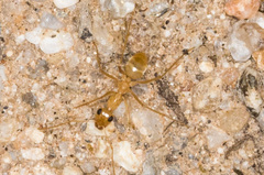 Myrmecocystus mexicanus