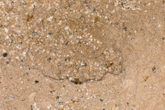 Myrmecocystus mexicanus