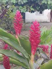 Alpinia purpurata