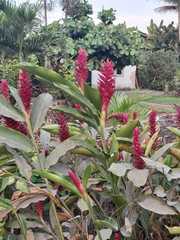 Alpinia purpurata