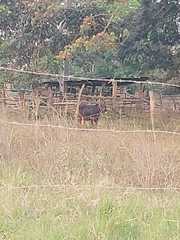 Bos taurus