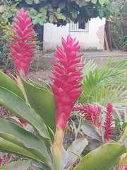 Alpinia purpurata