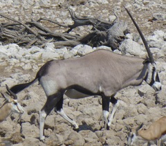 Oryx gazella