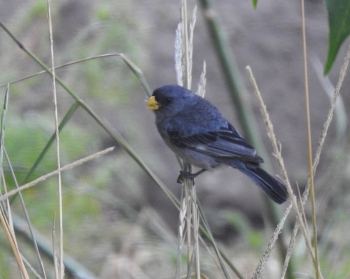 Band-tailed Seedeater (Catamenia analis), photo 8