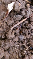 Stigmatomma pallipes