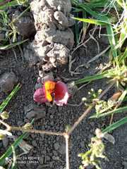 Macroptilium gibbosifolium