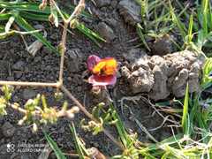 Macroptilium gibbosifolium