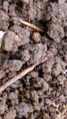 Stigmatomma pallipes