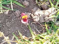 Macroptilium gibbosifolium