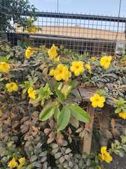 Magnoliopsida