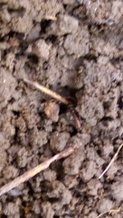 Stigmatomma pallipes